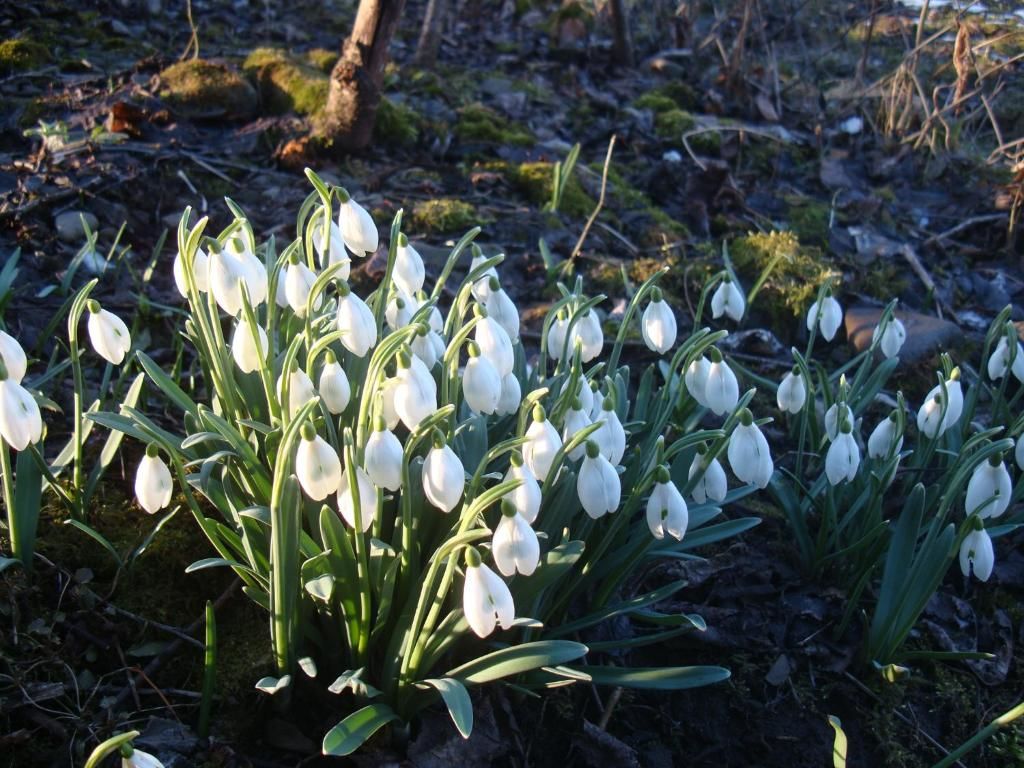 Дома для отпуска Villa VIP-Class Яремче