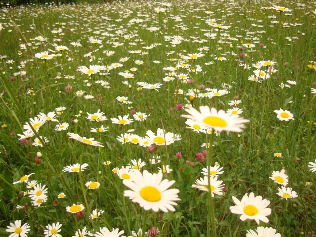 Дома для отпуска Villa VIP-Class Яремче