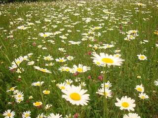 Дома для отпуска Villa VIP-Class Яремче Дом с 4 спальнями-21