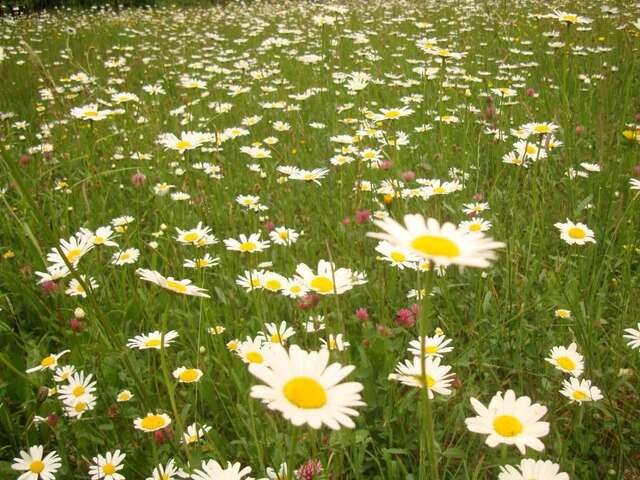 Дома для отпуска Villa VIP-Class Яремче-88